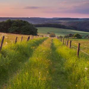 Ein Weg durch eine sommerliche Landschaft